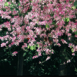 亚洲老女人毛绒绒
